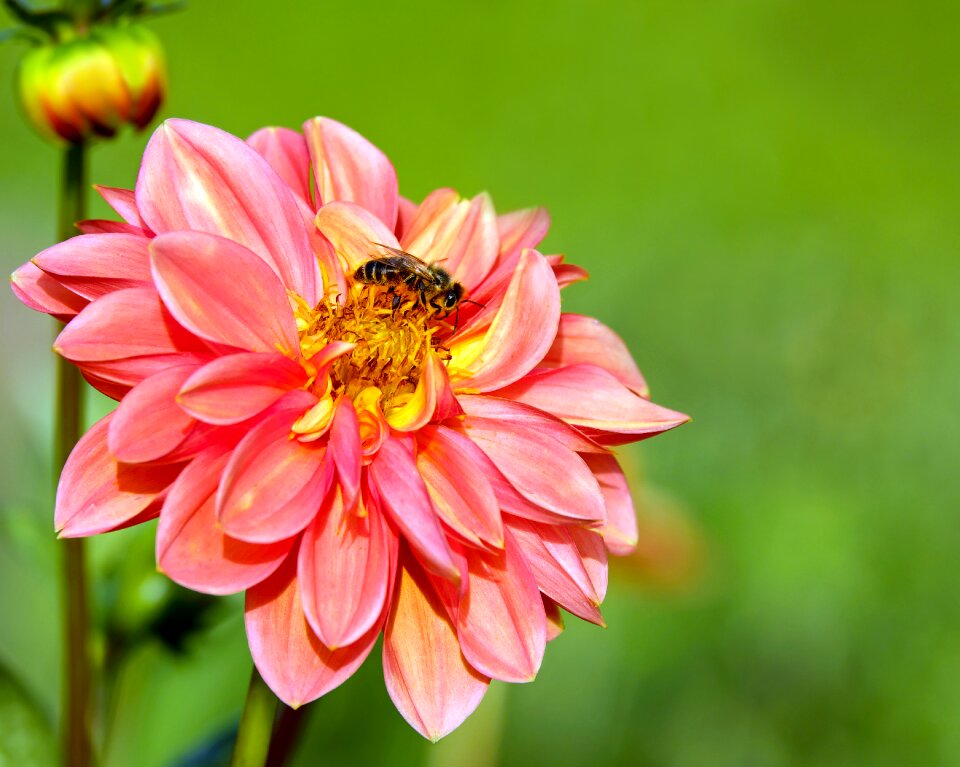 Bloom bee sprinkle