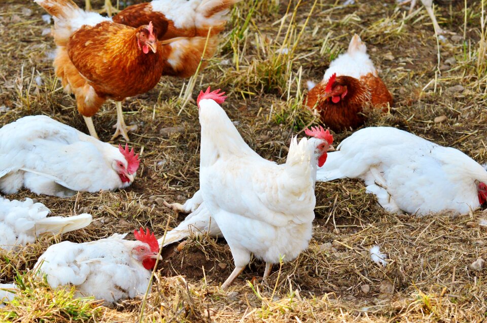 Pinnate free range farm