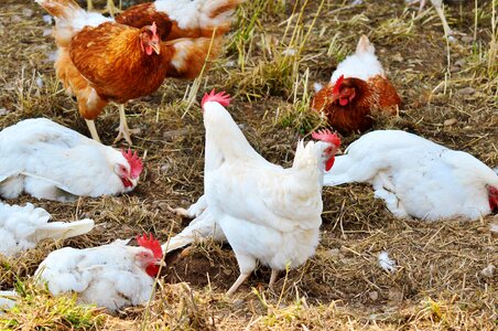 Pinnate free range farm