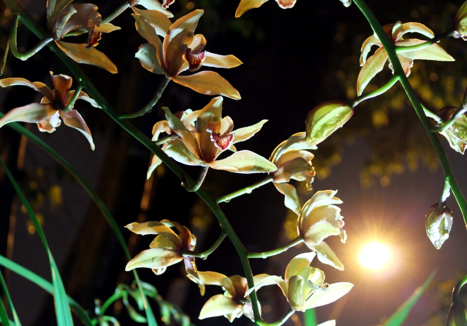Orchid moonlight nature