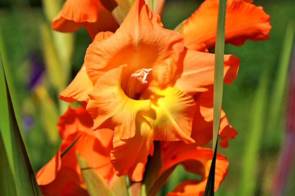 Sword flower blossom bloom