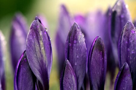 Purple violet moist photo