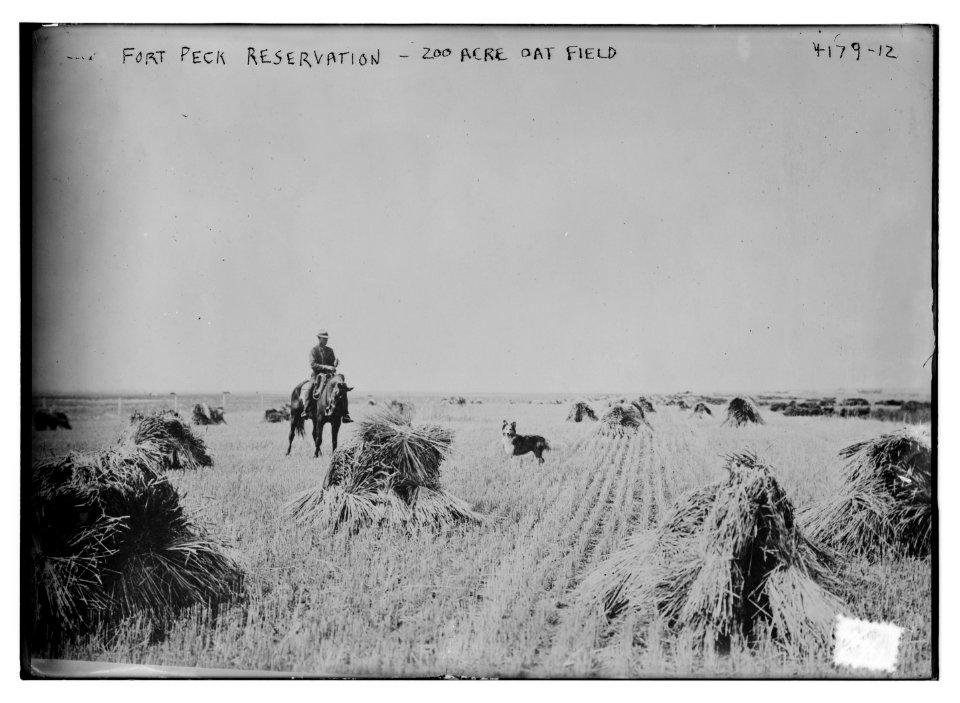 Fort Peck Reservation -- 200 acre oat field LCCN2014704364