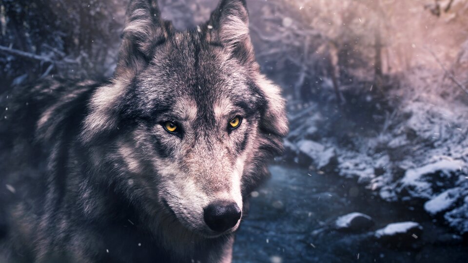 Wildlife wolf winter photo