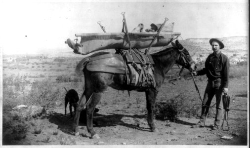 Fort Verde, Ariz., 1887- Mule litter invented by E.A. Mearns LCCN2006675525