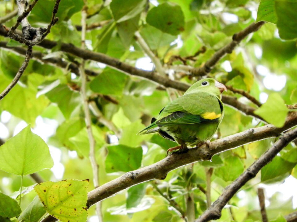 Budgie native bolivian