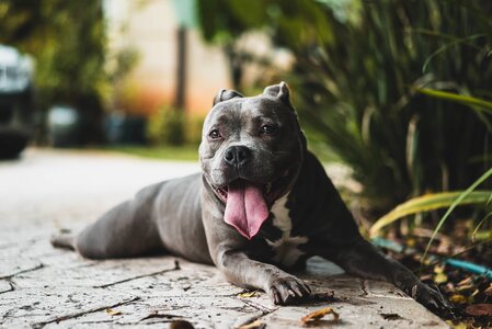 Pet tongue green