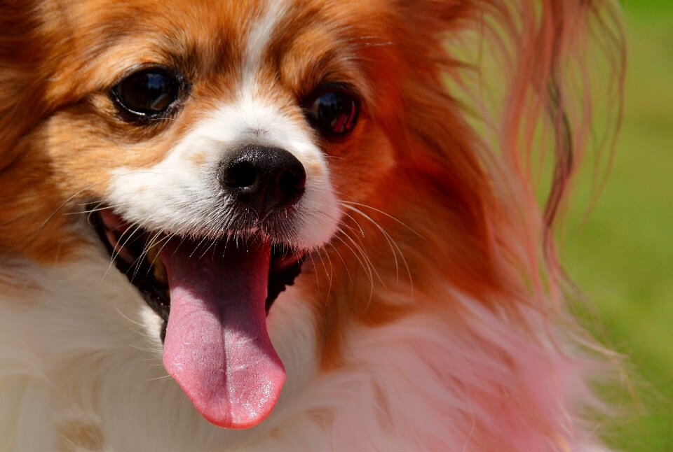 Small dog pets hairy
