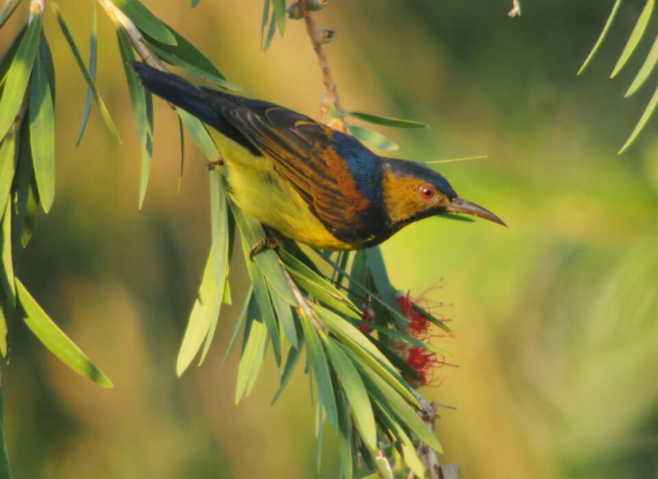 Wildlife animal feather