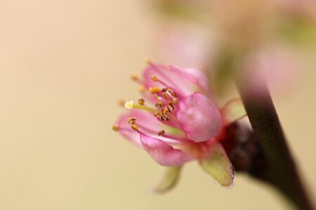 Peach japanese tree