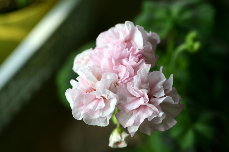 Geranium flowers Free photos