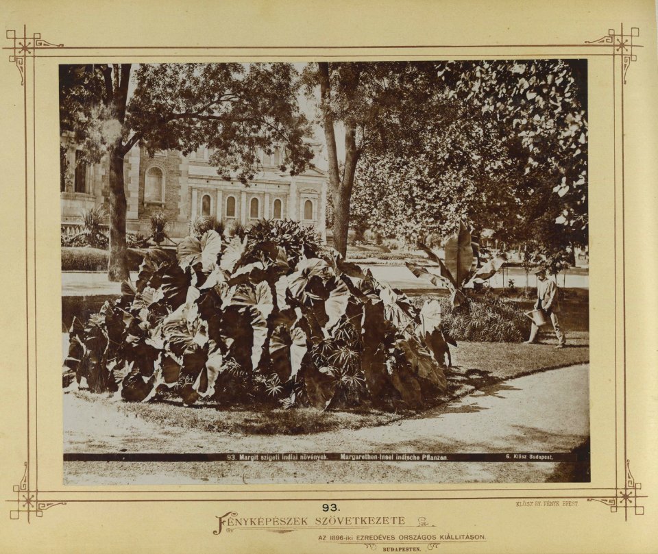 Margitsziget, Indiai növények a Margit-fürdő előtti parkban, 1880-1890 között. - Budapest, Fortepan 82154 photo