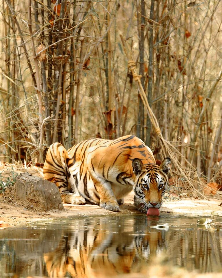 Mammal carnivore wildlife