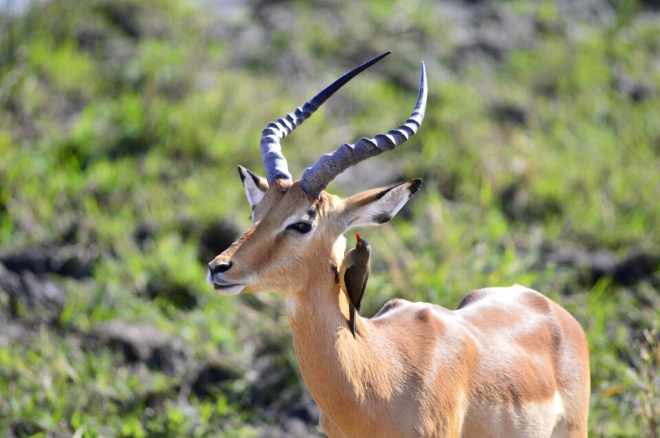 Wildlife gazelle savannah