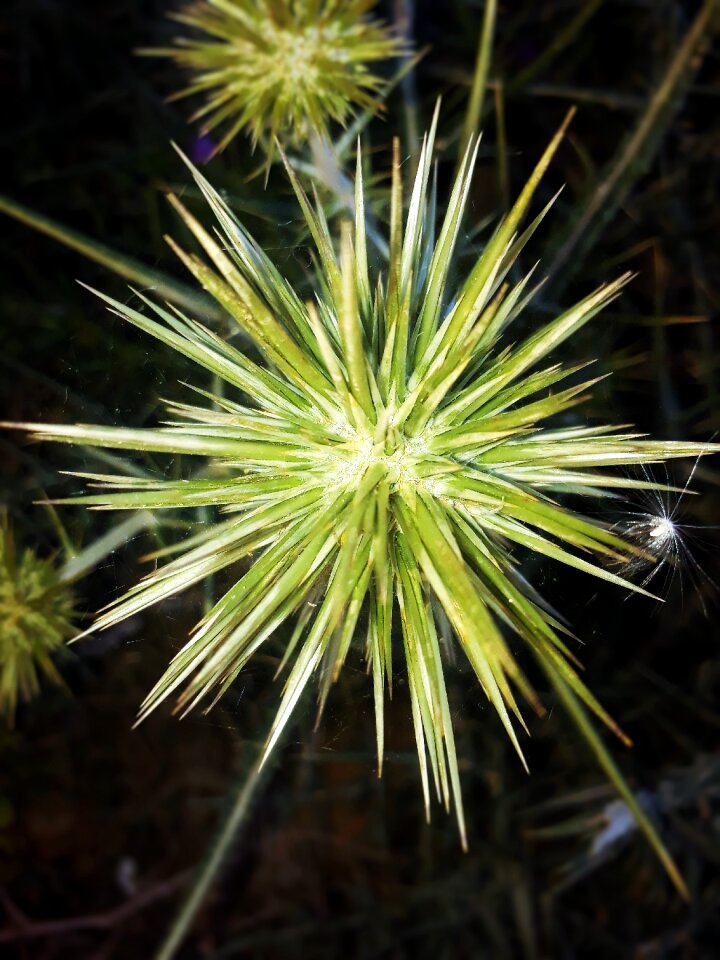 Outdoor lawn thorns