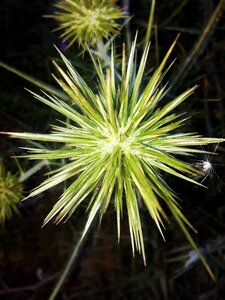Outdoor lawn thorns
