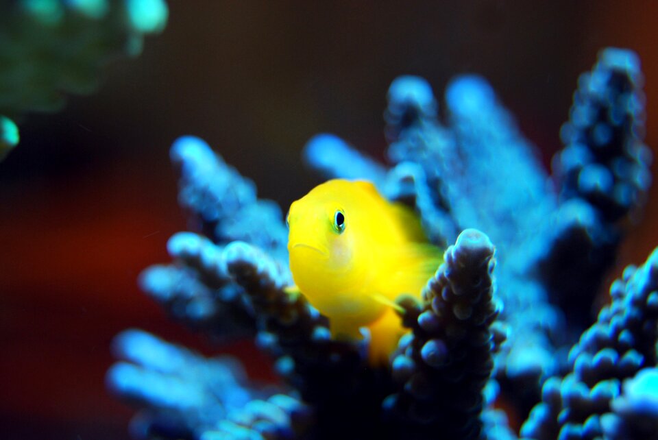 Reef sea tropical photo