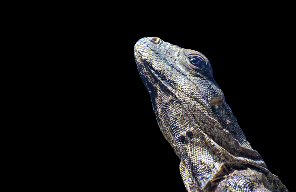 Reptile animal animal world