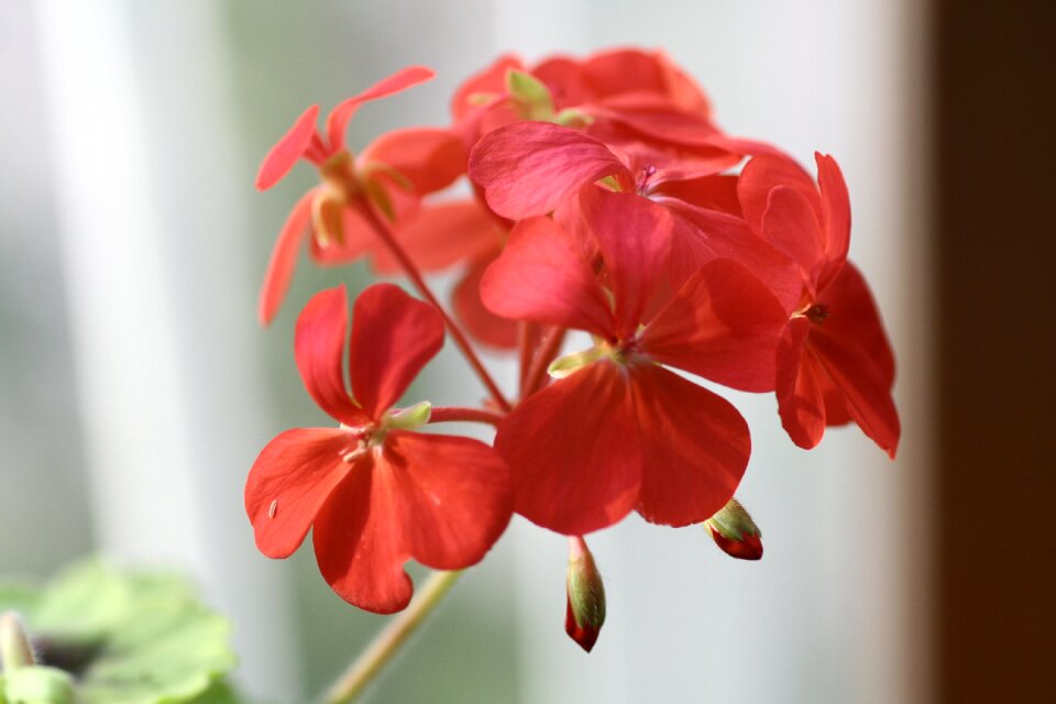 Geranium flowers Free photos