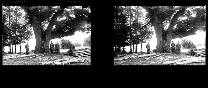 Forêt de Wailly près d'Amiens. Le vieux chêne - Fonds Berthelé - 49Fi82