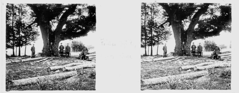Forêt de Wailly. Le vieux chêne - Fonds Berthelé - 49Fi800