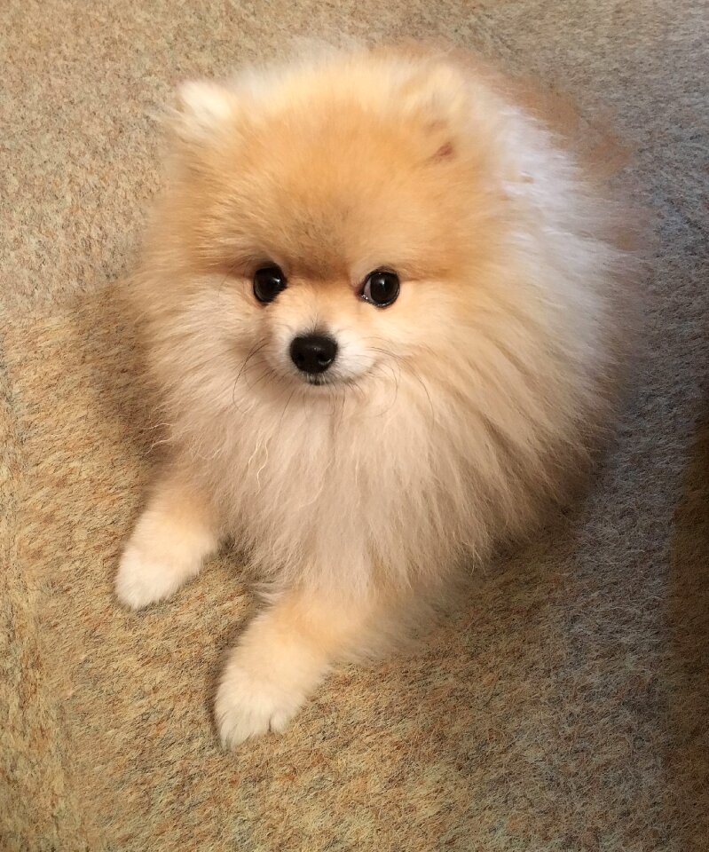 Fluffy cute playful