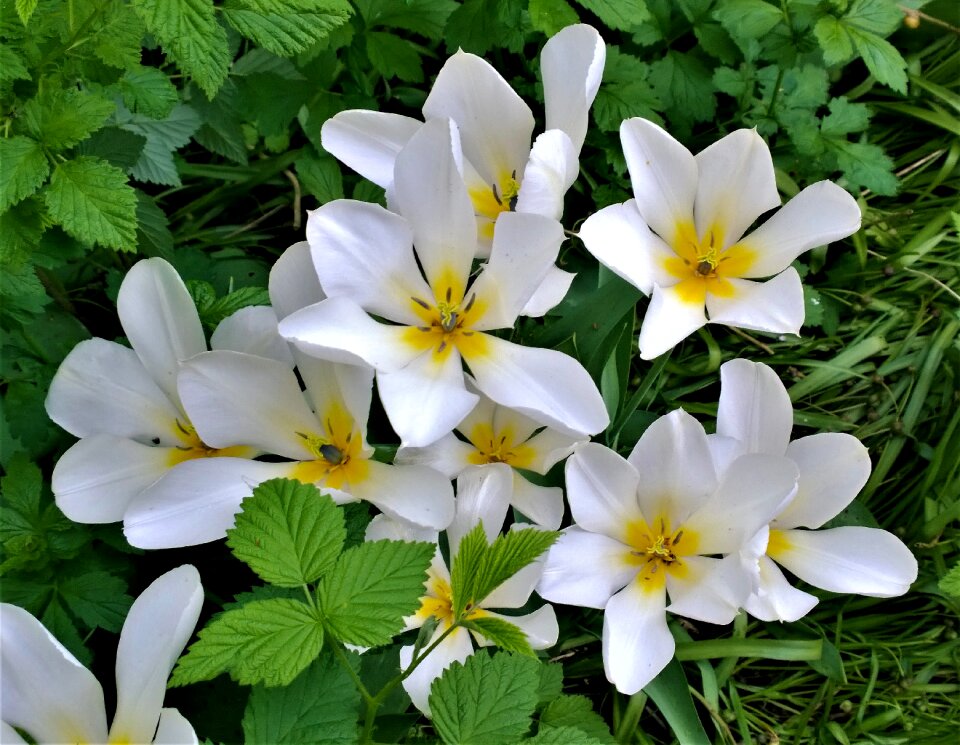 Spring overblown white