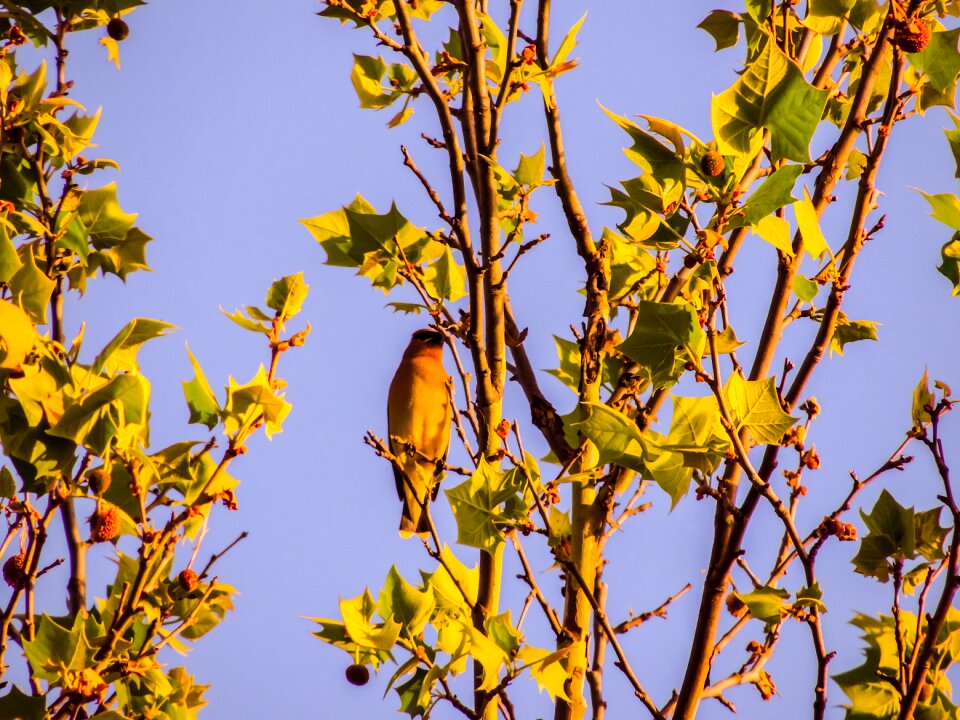 Sycamore tree bird nature