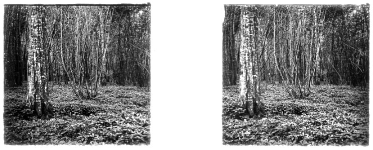 Forêt des hospices d'Amiens. 4 juin 1915 - Fonds Berthelé - 49Fi48