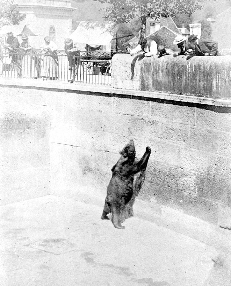 Fosse aux ours du zoo de Berne - XIXème siècle