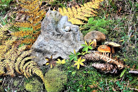 Litter moss forest foliage