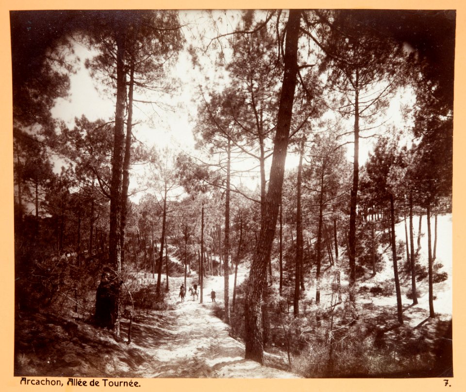 Fotografi av Arcachon. Allée de Tournée - Hallwylska museet - 104690