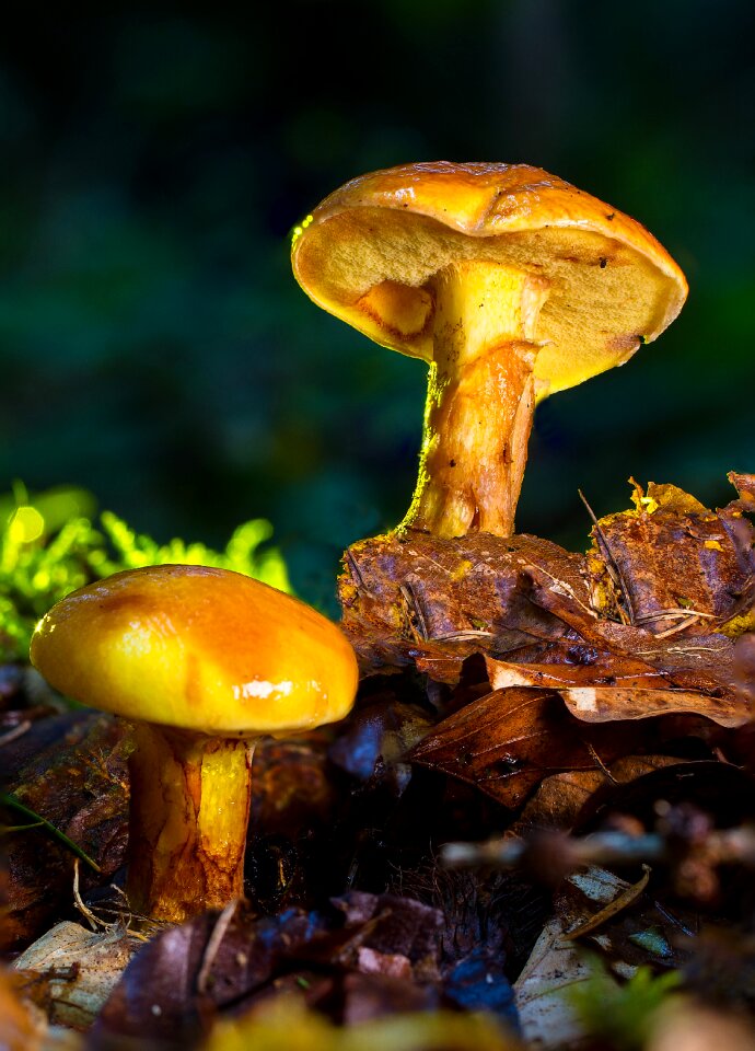 Yellow golden lärchenröhrling edible