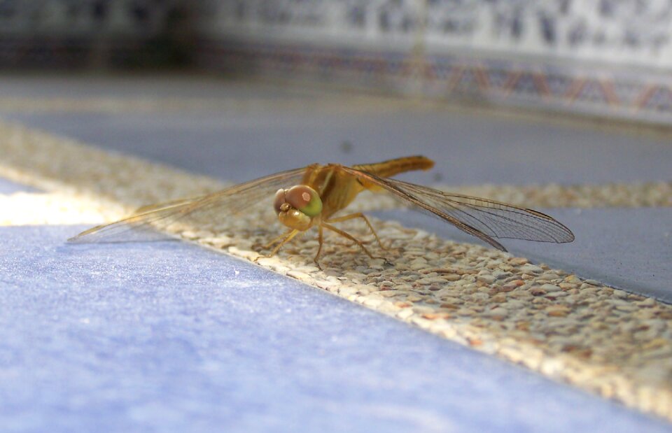 Fly wing eye