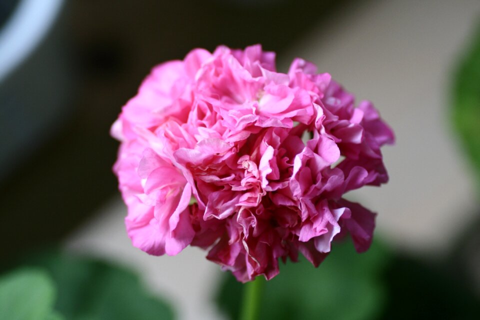 Geranium flowers Free photos