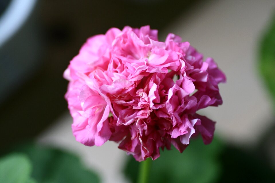 Geranium flowers Free photos photo