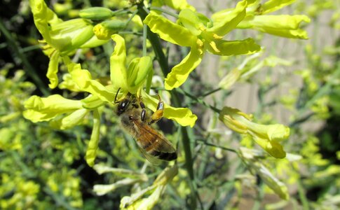 Pollen vegetable plant