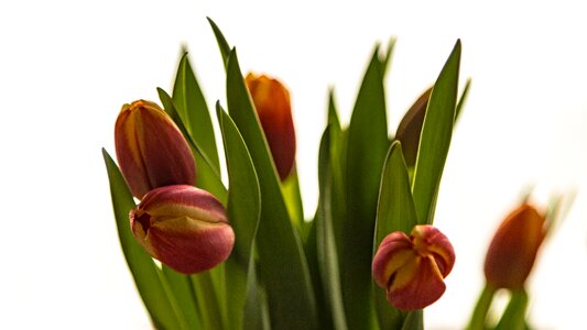 Deco decoration spring
