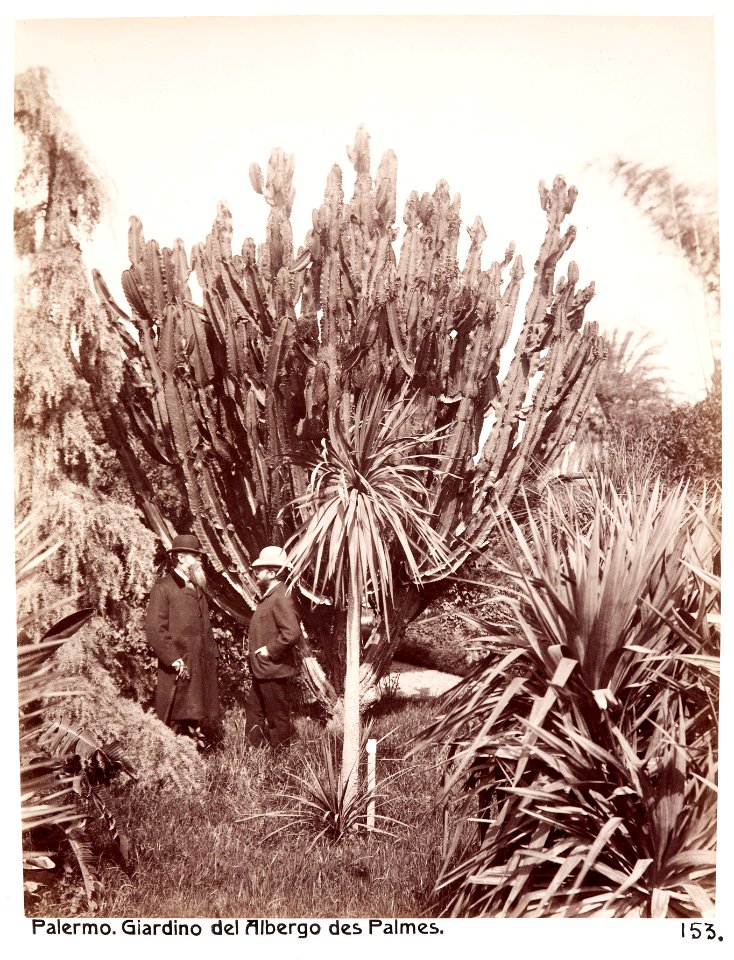 Fotografi av Giardino dell'Albergo des Palmes. Palermo, Italien - Hallwylska museet - 106726