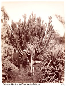 Fotografi av Giardino dell'Albergo des Palmes. Palermo, Italien - Hallwylska museet - 106726
