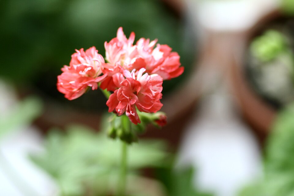 Geranium flowers Free photos