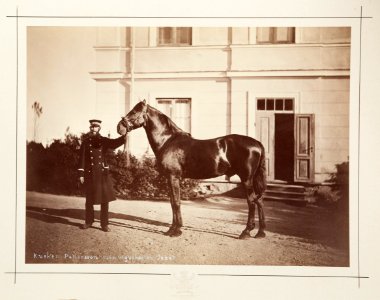 Fotografi av häst med kusk - Hallwylska museet - 105393 photo
