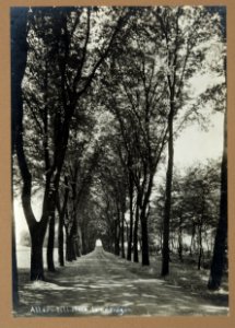 Fotografi av Hildesborg. Allén till stora landsvägen - Hallwylska museet - 106736