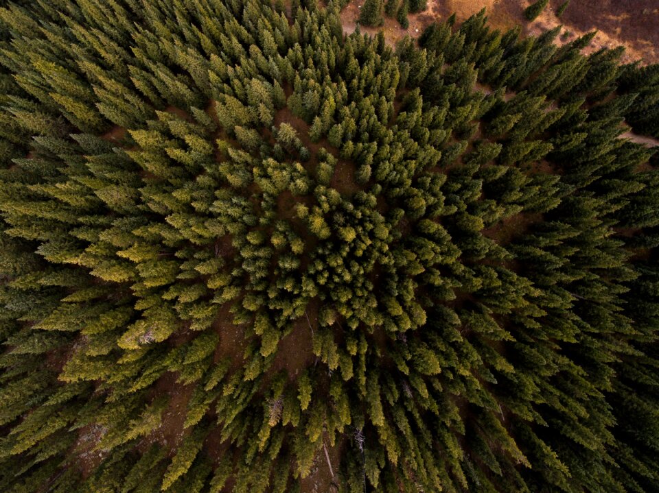 Trees plants forest