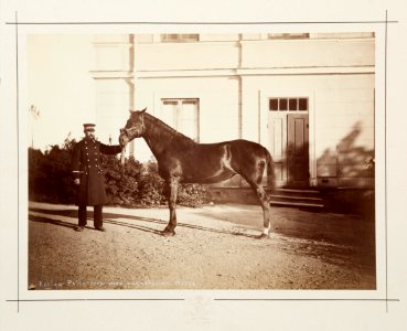 Fotografi av häst med kusk - Hallwylska museet - 105390