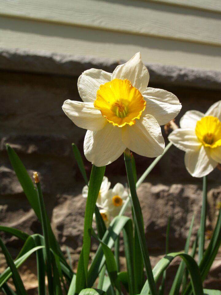 Spring yard blossom