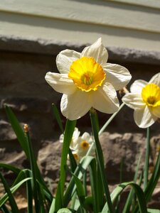Spring yard blossom