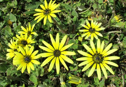 Cape weed plant garden