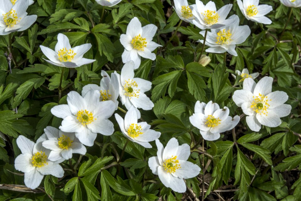 Nature finland wood anemone