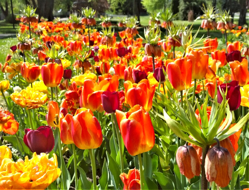 Garden park planting